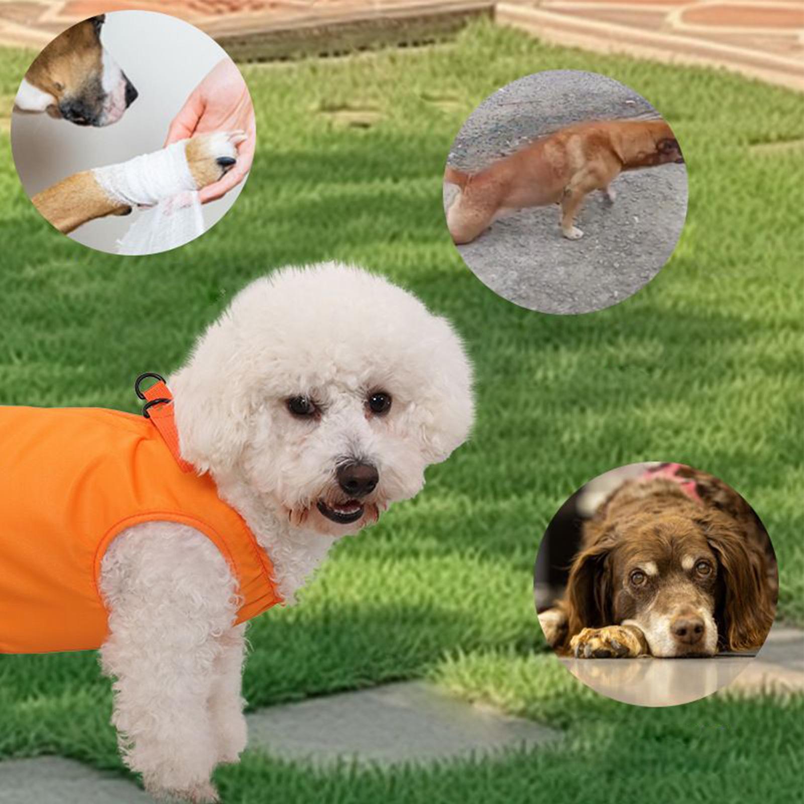 Selempang Anjing Besar Pembawa - Ladder Toss Set ulasan dan harga